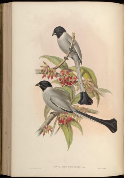 Rufous Treepie by John Gould